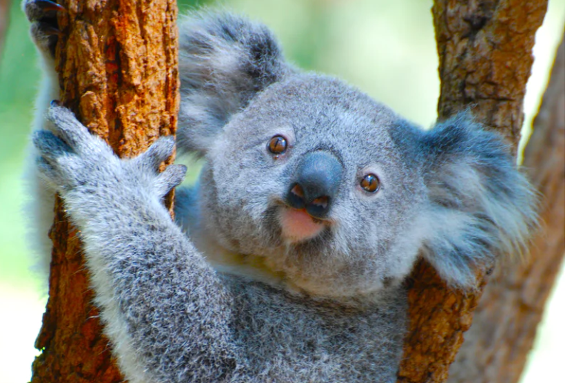 Lone Pine Koala Sanctuary