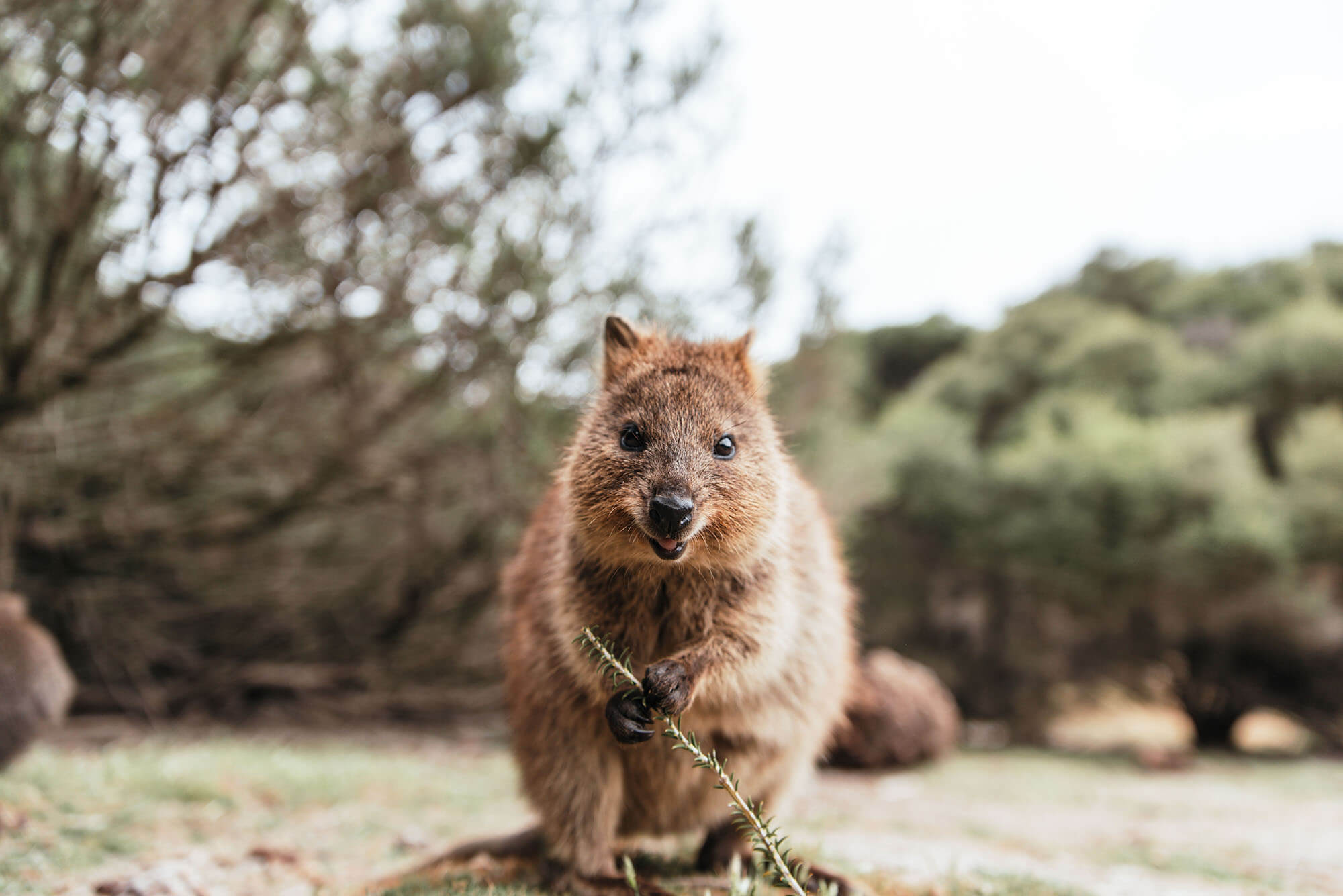 Rottnest Island